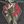 Imperial Operator Flag